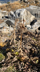 Echinops sphaerocephalus