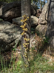 Erythrorchis cassythoides