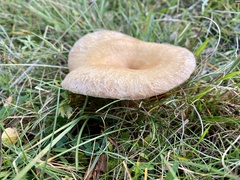 Lactarius pubescens