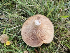 Lactarius pubescens