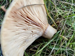Lactarius pubescens