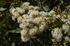 Eucalyptus umbra
