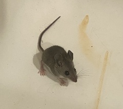Peromyscus gambelii