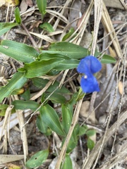 Commelina cyanea