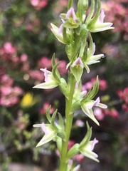 Prasophyllum roseum
