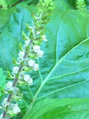 Perilla frutescens frutescens