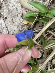 Commelina cyanea