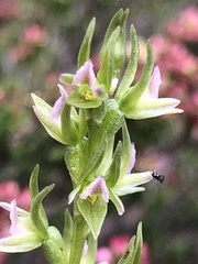 Prasophyllum roseum