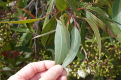 Eucalyptus umbra