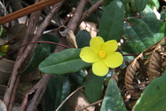 Hibbertia