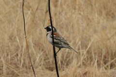 Passer melanurus vicinus