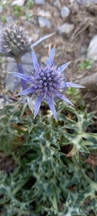 Eryngium bourgatii