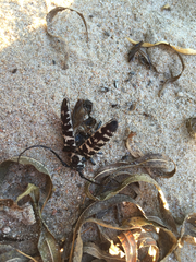 Plectrodera scalator