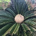 Cycas Family - Photo (c) Lanon, some rights reserved (CC BY-NC-ND), uploaded by Lanon