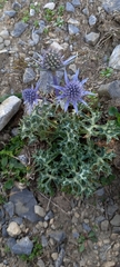 Eryngium bourgatii