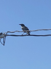 Corvus brachyrhynchos