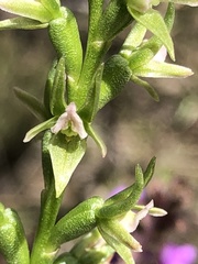 Prasophyllum roseum