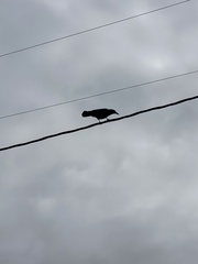 Corvus brachyrhynchos