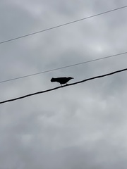 Corvus brachyrhynchos