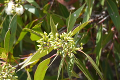 Eucalyptus umbra