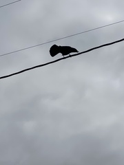 Corvus brachyrhynchos