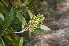 Eucalyptus umbra