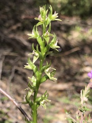 Prasophyllum roseum