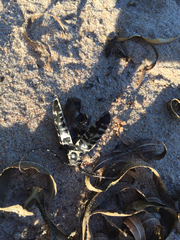 Plectrodera scalator