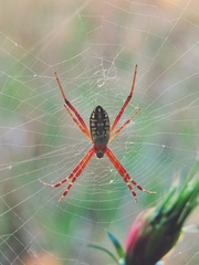 Argiope catenulata