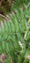 Dryopteris arguta