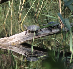 Emys orbicularis orbicularis