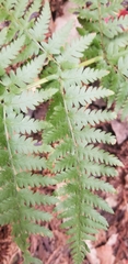 Dryopteris arguta