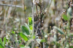Autographa californica