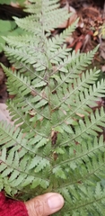 Dryopteris arguta