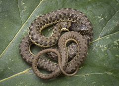 Thamnophis hammondii