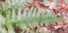 Dryopteris arguta