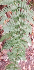 Dryopteris arguta