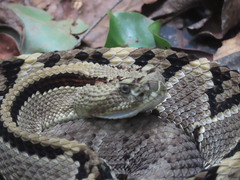 Crotalus tzabcan