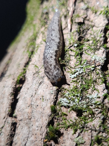 Changeable Mantleslug, East Greenbush, NY 12061, USA, photo 10 of 10
