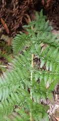 Dryopteris arguta