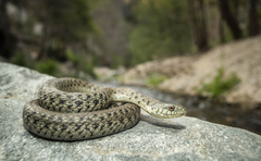 Thamnophis hammondii