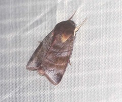 Calymera nitida