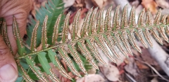 Polystichum imbricans