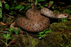 Storeria storerioides