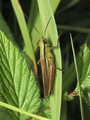 Mecostethus parapleurus