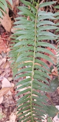 Polystichum imbricans
