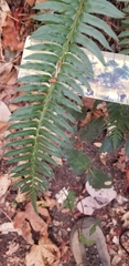 Polystichum imbricans