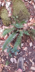 Polystichum imbricans