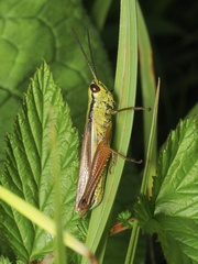 Mecostethus parapleurus