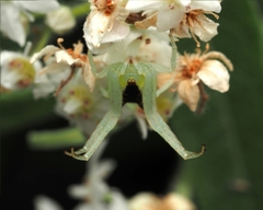 Sidymella rubrosignata